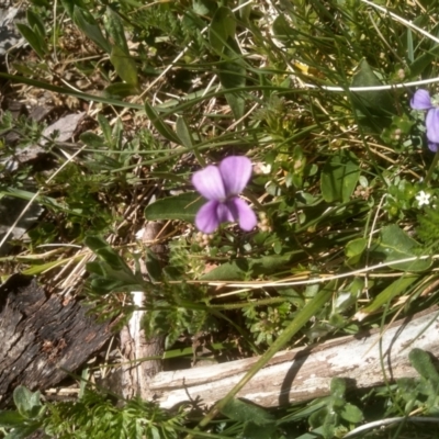 Viola betonicifolia (Mountain Violet) at Kosciuszko National Park - 13 Jan 2023 by mahargiani