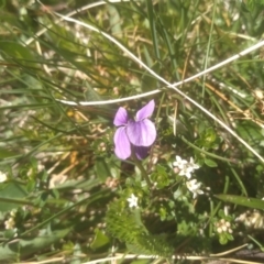 Viola betonicifolia at Jacobs River, NSW - 14 Jan 2023
