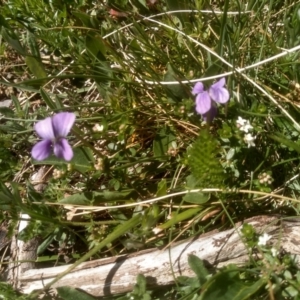 Viola betonicifolia at Jacobs River, NSW - 14 Jan 2023