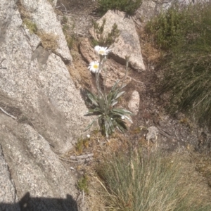 Celmisia tomentella at Kosciuszko, NSW - 14 Jan 2023