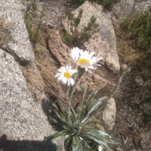 Celmisia tomentella at Kosciuszko, NSW - 14 Jan 2023