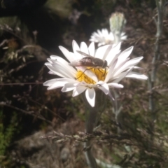 Celmisia tomentella at Kosciuszko, NSW - 14 Jan 2023