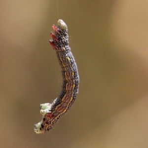 Chlenias (genus) at Cook, ACT - 14 Jan 2023 10:28 AM