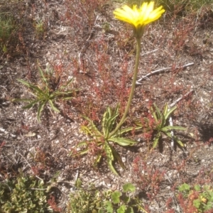 Microseris lanceolata at Kosciuszko, NSW - 14 Jan 2023