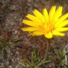 Microseris lanceolata at Kosciuszko, NSW - 14 Jan 2023