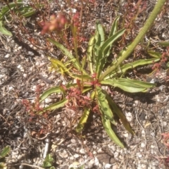 Microseris lanceolata at Kosciuszko, NSW - 14 Jan 2023