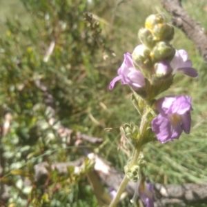 Euphrasia collina subsp. diversicolor at Jacobs River, NSW - 14 Jan 2023