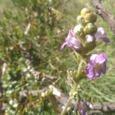 Euphrasia collina subsp. diversicolor (Variable Eyebright) at Jacobs River, NSW - 14 Jan 2023 by mahargiani