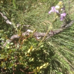 Euphrasia collina subsp. diversicolor at Jacobs River, NSW - 14 Jan 2023