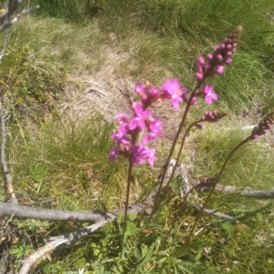 Stylidium montanum (alpine triggerplant) at Pilot Wilderness, NSW - 14 Jan 2023 by mahargiani