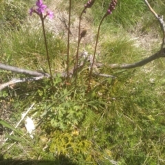 Stylidium montanum at Pilot Wilderness, NSW - 14 Jan 2023 11:54 AM