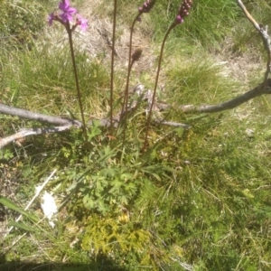 Stylidium montanum at Pilot Wilderness, NSW - 14 Jan 2023