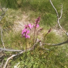 Stylidium montanum at Pilot Wilderness, NSW - 14 Jan 2023 11:54 AM