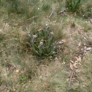 Podolepis laciniata at Kosciuszko National Park, NSW - 14 Jan 2023