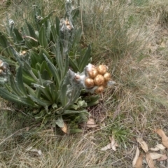 Podolepis laciniata at Kosciuszko National Park, NSW - 14 Jan 2023