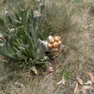 Podolepis laciniata at Kosciuszko National Park, NSW - 14 Jan 2023