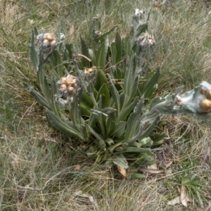 Podolepis laciniata at Kosciuszko National Park, NSW - 14 Jan 2023