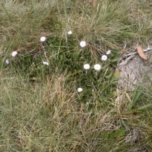 Pappochroma nitidum at Kosciuszko National Park, NSW - 14 Jan 2023 12:53 PM