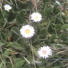 Pappochroma nitidum at Kosciuszko National Park, NSW - 14 Jan 2023