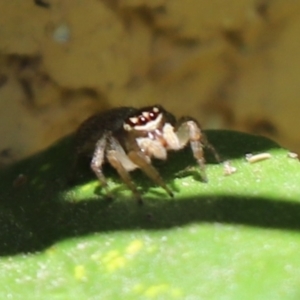 Hypoblemum griseum at Kaleen, ACT - 14 Jan 2023