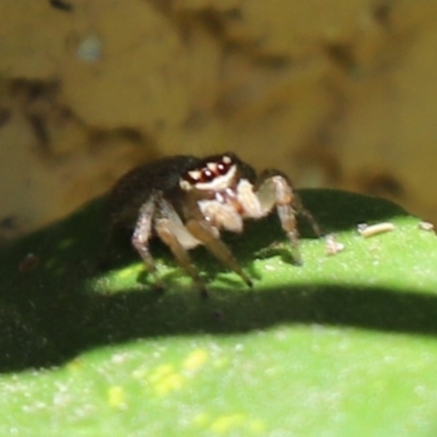 Maratus griseus (Jumping spider) at Kaleen, ACT - 14 Jan 2023 by Tammy