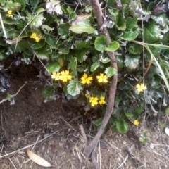 Goodenia hederacea subsp. alpestris at Jacobs River, NSW - 14 Jan 2023 by mahargiani