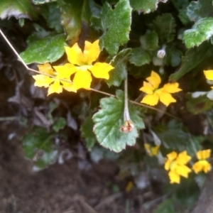 Goodenia hederacea subsp. alpestris at Jacobs River, NSW - 14 Jan 2023