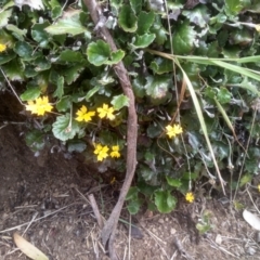 Goodenia hederacea subsp. alpestris at Jacobs River, NSW - 14 Jan 2023