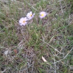 Brachyscome spathulata (Coarse Daisy, Spoon-leaved Daisy) at Kosciuszko National Park, NSW - 14 Jan 2023 by mahargiani