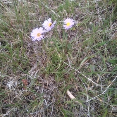 Brachyscome spathulata (Coarse Daisy, Spoon-leaved Daisy) at Kosciuszko National Park, NSW - 14 Jan 2023 by mahargiani