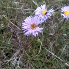 Brachyscome spathulata at Kosciuszko National Park, NSW - 14 Jan 2023