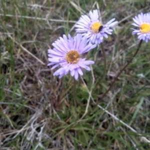 Brachyscome spathulata at Kosciuszko National Park, NSW - 14 Jan 2023 01:01 PM