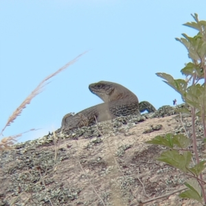 Egernia cunninghami at Rendezvous Creek, ACT - 15 Jan 2023