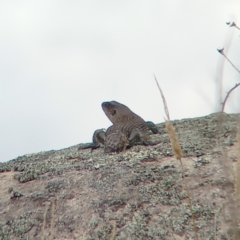 Egernia cunninghami at Rendezvous Creek, ACT - 15 Jan 2023