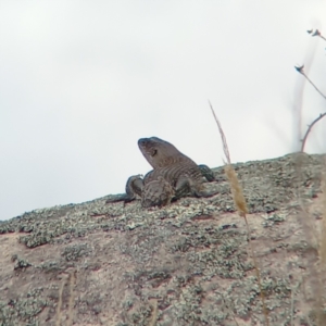 Egernia cunninghami at Rendezvous Creek, ACT - 15 Jan 2023 10:20 AM