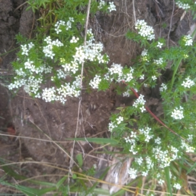 Asperula pusilla (Alpine Woodruff) at Kosciuszko National Park, NSW - 14 Jan 2023 by mahargiani