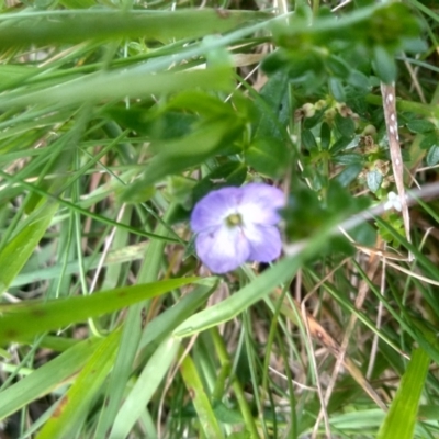 Veronica gracilis (Slender Speedwell) at Jacobs River, NSW - 14 Jan 2023 by mahargiani