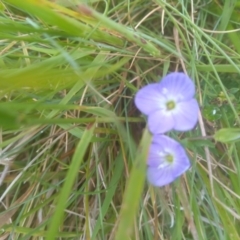 Veronica gracilis at Jacobs River, NSW - 14 Jan 2023