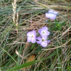 Veronica gracilis at Jacobs River, NSW - 14 Jan 2023