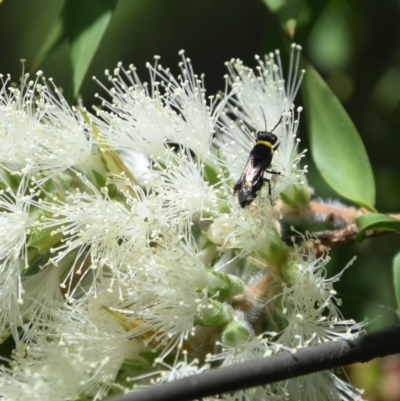 Hylaeus (Prosopisteron) primulipictus (Hylaeine colletid bee) at Greenleigh, NSW - 15 Jan 2023 by LyndalT