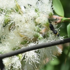 Hylaeus (Prosopisteron) primulipictus at Greenleigh, NSW - 15 Jan 2023 11:35 AM