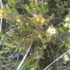 Kunzea muelleri (Yellow Kunzea) at Kosciuszko National Park, NSW - 14 Jan 2023 by mahargiani