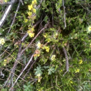 Kunzea muelleri at Kosciuszko National Park, NSW - 14 Jan 2023 01:17 PM