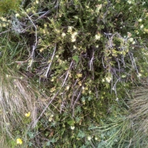 Kunzea muelleri at Kosciuszko National Park, NSW - 14 Jan 2023 01:17 PM