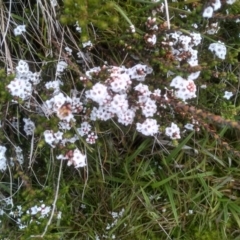 Epacris petrophila (Snow Heath) at Kosciuszko National Park - 14 Jan 2023 by mahargiani