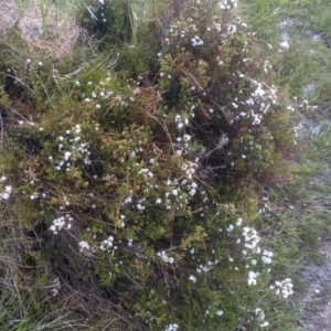 Epacris petrophila at Kosciuszko National Park, NSW - 14 Jan 2023 01:20 PM