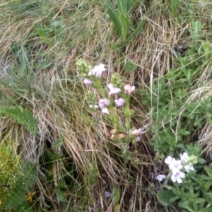 Euphrasia collina at Kosciuszko National Park, NSW - 14 Jan 2023