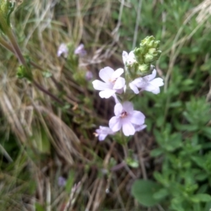 Euphrasia collina at Kosciuszko National Park, NSW - 14 Jan 2023