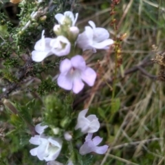 Euphrasia collina at Kosciuszko National Park, NSW - 14 Jan 2023