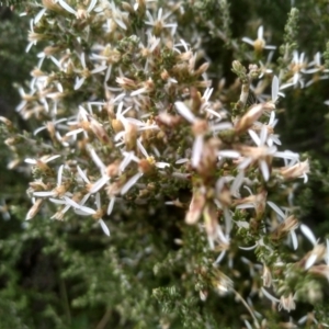 Olearia algida at Kosciuszko National Park, NSW - 14 Jan 2023 01:35 PM